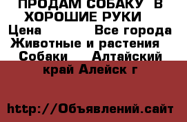 ПРОДАМ СОБАКУ  В ХОРОШИЕ РУКИ  › Цена ­ 4 000 - Все города Животные и растения » Собаки   . Алтайский край,Алейск г.